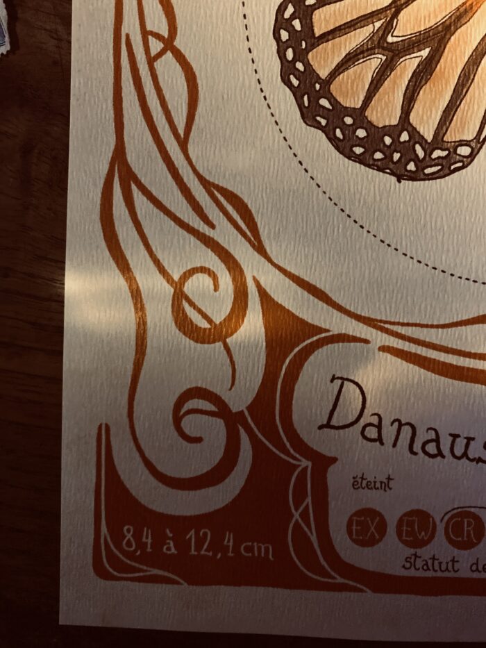 Zoom sur le poster du papillon monarque, détail des ailes et textures vintage – Minocha Letters