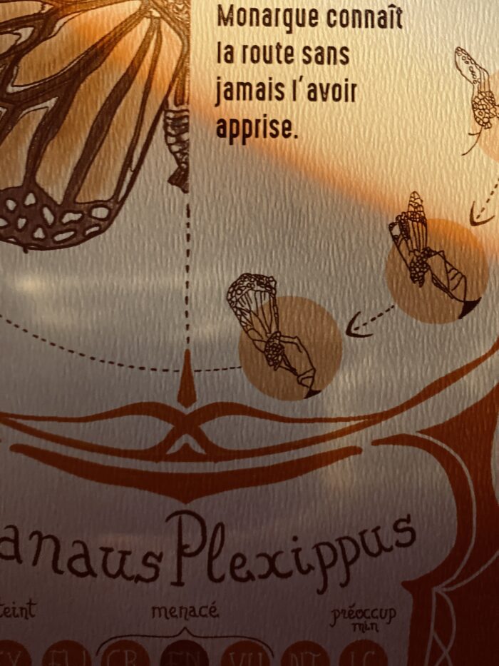 Zoom sur le poster du papillon monarque, détail des ailes et textures vintage – Minocha Letters